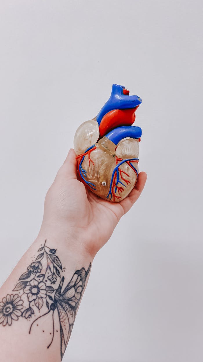 A tattooed hand holds a colorful anatomical heart model against a plain background.